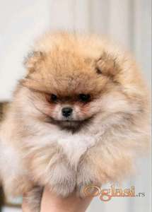 Pomeranac PRELEPI štenci