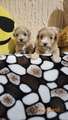 Mini Maltipoo štenci