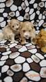 Mini Maltipoo štenci