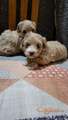 Mini Maltipoo štenci