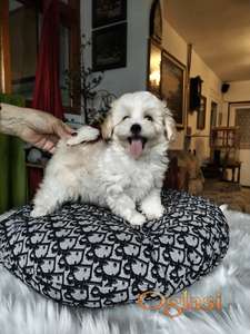 Maltipoo štenci mini mužjaci