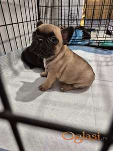 Francuski buldog štenci