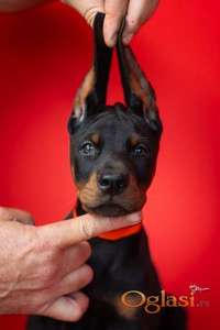 Doberman, stenad na prodaju