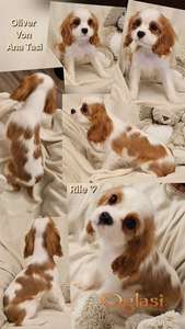 Vrhunski Cavalier King Charls Spaniel oba pola