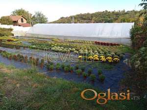 SREMSKA KAMENICA - ČARDAK - 695.00 m2