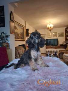 Braon fantom pudla ženka