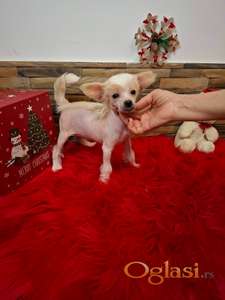 Kineski ćubasti pas, ženka