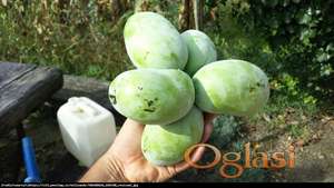 Asimina Triloba ( Indijanska banana, Pow Pow)