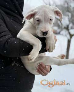 Dogo Argentino. zensko stene