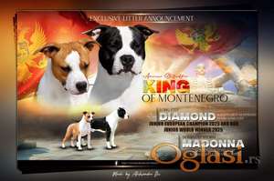 Američki staford terijer prelepi štenci