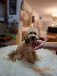 Aprikot-braon mini pudla