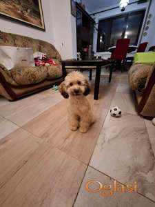 Aprikot-braon mini pudla