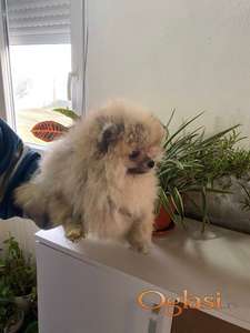 Pomeranski Spic stenci