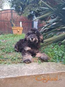 Fantom pudla mužjak