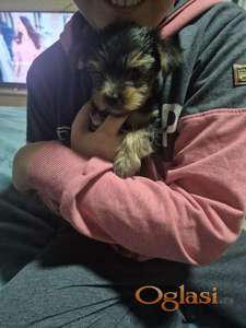 Jorki ,Jorksirski terijer stenci