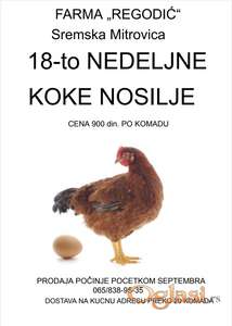 18 nedeljne koke nosilje