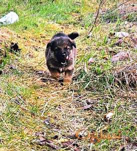 Mesanci hitno traže domove