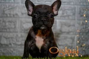 Stenci francuskog buldoga