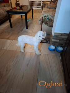 Bela mini pudla ženka