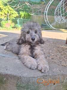 Srednja pudla silver