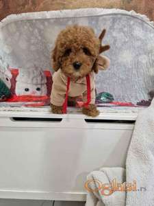 Crvene toy pudle spremne za preuzimanje