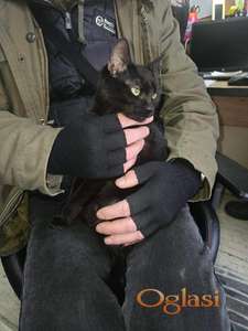 Udomljavamo malog mačka🐈‍⬛♥️