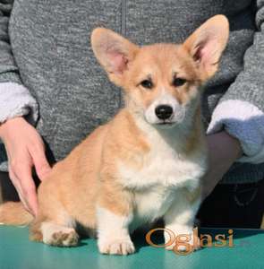 Velski korgi/Welsh Corgi Pembroke POVOLJNO