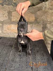 Cane Corso štenci