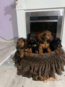 Dugodlaki patuljasti jazavičari štenci