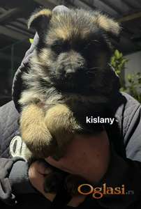 stenci traze novi dom