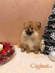 Pomeranski špic štenci oranž i beli