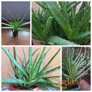 Aloja sadnice za plantažni uzgoj