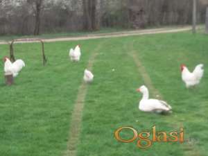 Petao beli Australorp