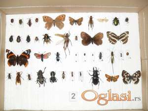 INSEKTARIJUM BUBE INSEKTI entomološka zbirka PRODAJA