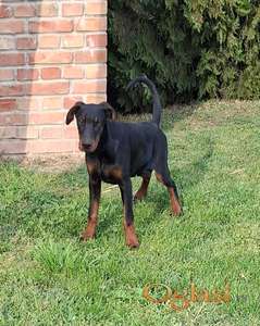 Doberman musko stene