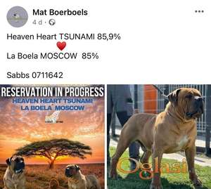Boerboel - južnoafrički mastif štenci