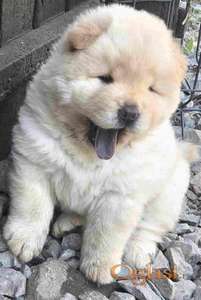 Chow chow prelepi krem stenci