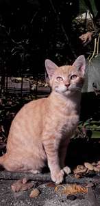 male mace NA POKLON!