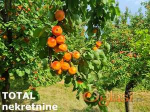 PLAC - RUMENKA - RUMENKA - 11019m2 - 66950 evra