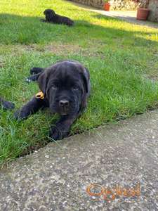 Cane corso