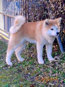 Akita Inu