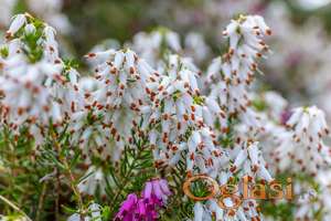 Crnjuša (erica carnea)