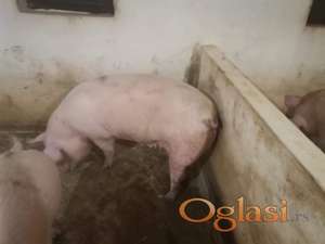 Prodajemo dve krmace