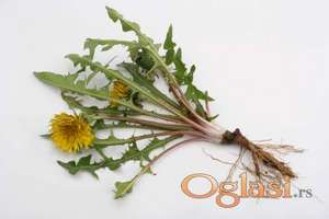 Svež koren maslačka