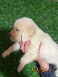 Zlatni retriver stenci