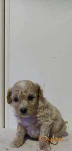 Maltipoo prelepi štenci