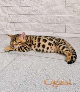 MMaestro_bengal macici