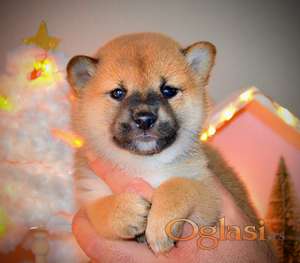 Šiba inu štenci-Shiba Inu