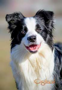 Border Collie-Border koli štenad
