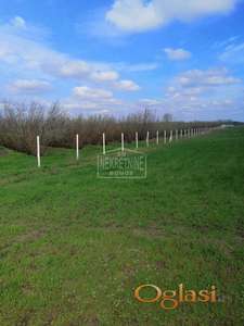 Subotica-Bački Vinogradi-HITNO!! poljoprivredno zemljište ID#1833